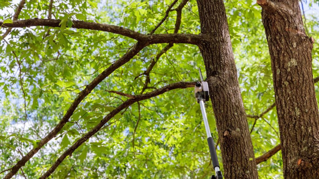 Trim Overhanging Branches